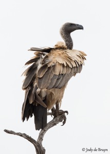 White-backed Vulture