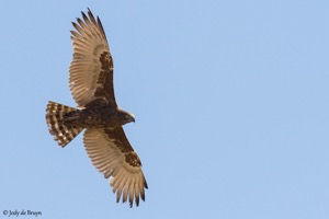 Brown Snake-Eagle