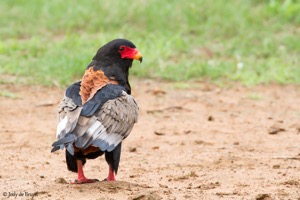 Bateleur