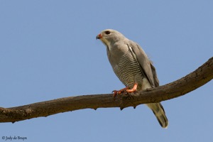 Lizard Buzzard