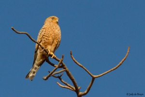 Greater Kestrel