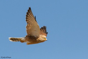 Greater Kestrel