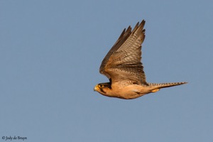 Lanner Falcon