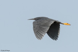 Black Heron