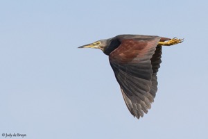 Rufous-bellied Heron 