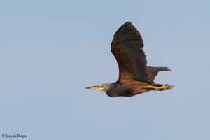 Rufous-bellied Heron