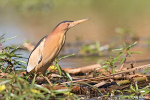 Little Bittern