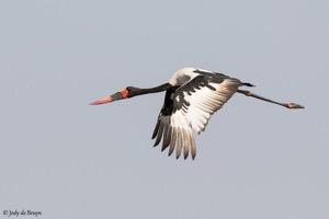 Saddle-billed Stork