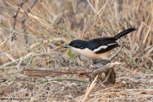 Tropical Boubou