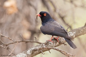 Retz's Helmet-Shrike