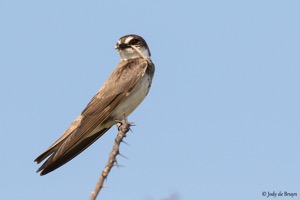 Banded Martin