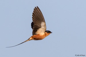 Red-breasted Swallow