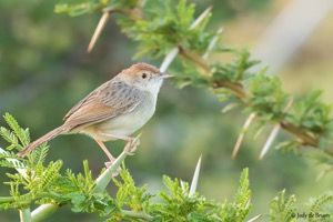 Rattling Cisticola