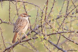 Tinkling Cisticola