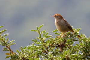 Wailing Cisticola