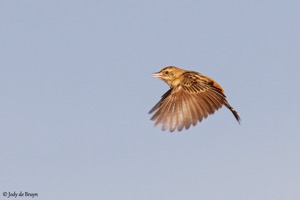 Zitting Cisticola