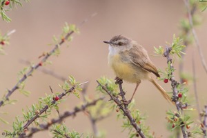 Black-chested Prinia