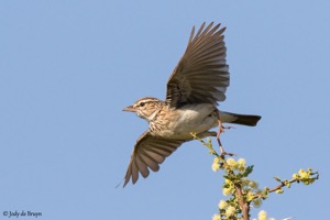 Sabota Lark