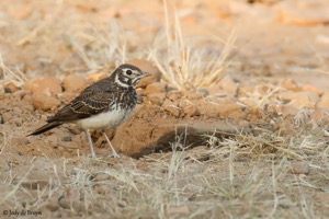 Dusky Lark