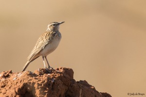 Short-clawed Lark