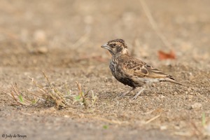 Chestnut-backed Sparrowlark