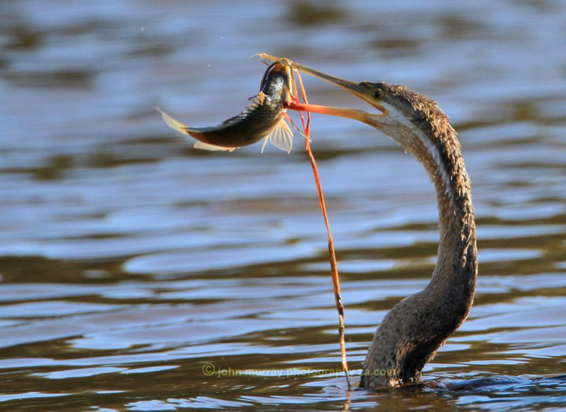 African Darter