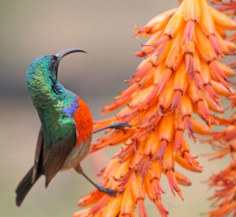 Greater Double-collared Sunbird