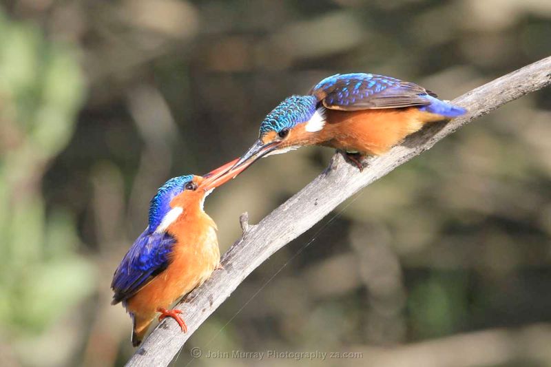 Alcedo cristata