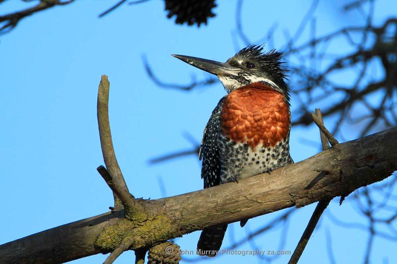 Giant Kingfisher male