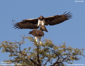 Martial Eagle mating