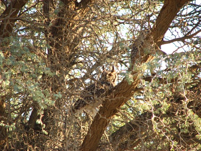 Bubo africanus 