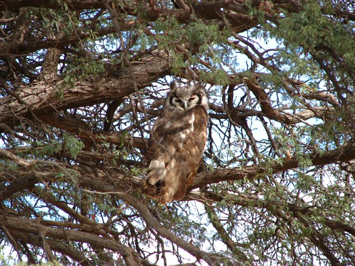 Verreaux's Eagle-Owl