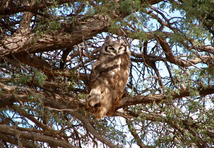 Bubo lacteus