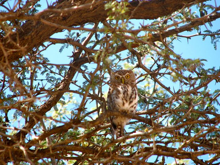 Pearl-spotted Owlet