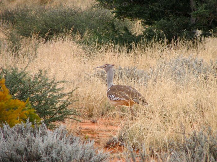 Kori Bustard