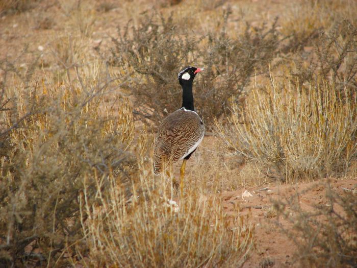 Southern Black Korhaan