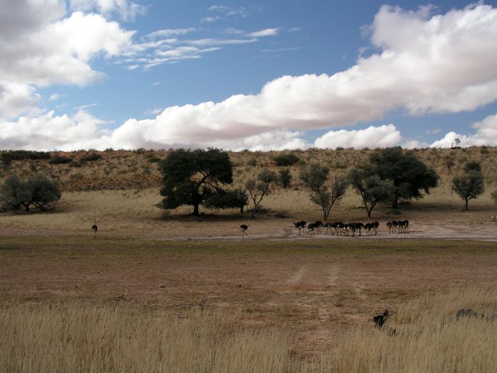 At the waterhole