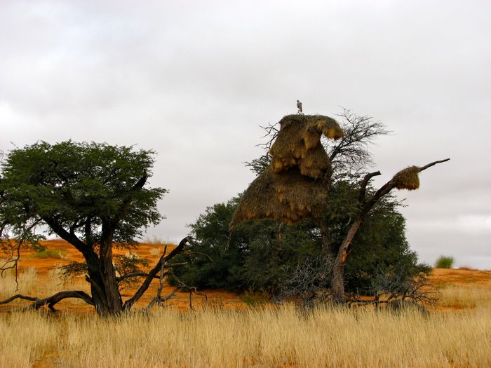 Pale Chanting Goshawk perching on enormous weaver nest