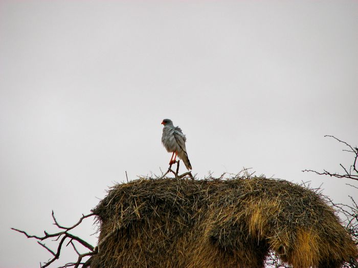 Southern Pale Chanting Goshawk 