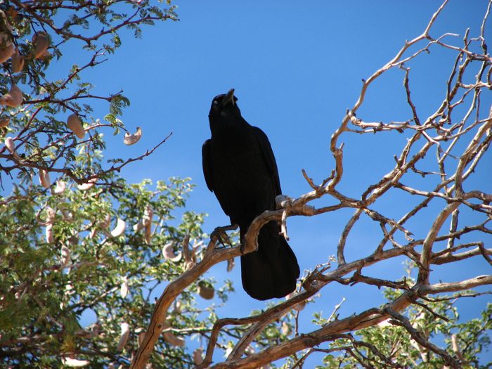 Talkative Cape Crow