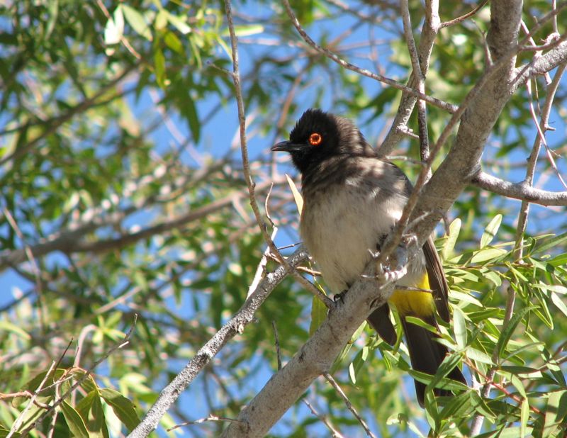 African Red-eyed Bulbul