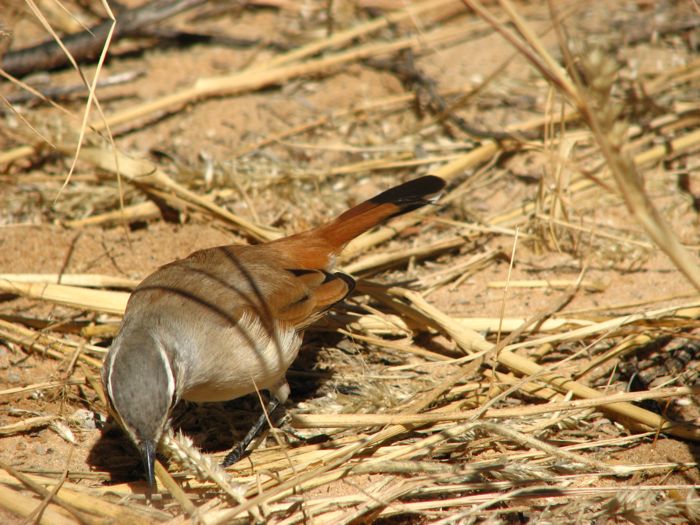 Kalahari Scrub Robin