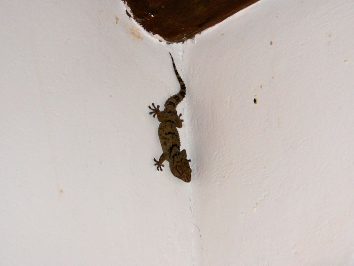 Gecko