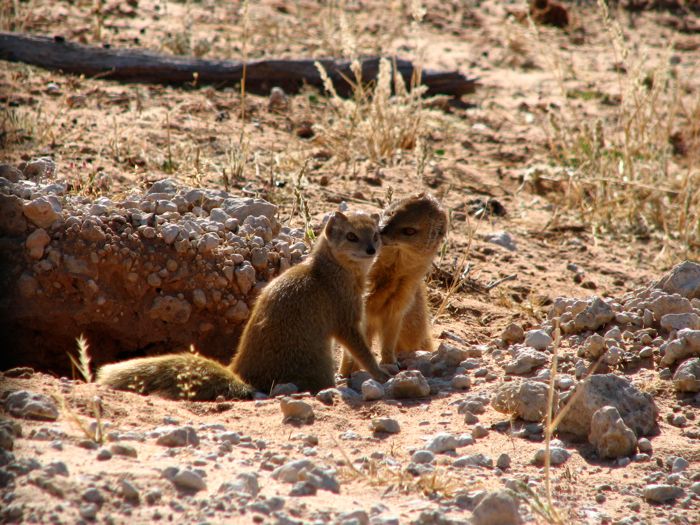 Yellow Mongoose