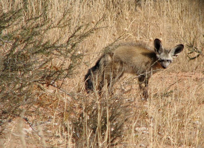 Bat-eared Fox