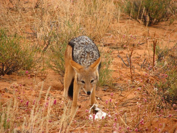 Black-backed Jackal