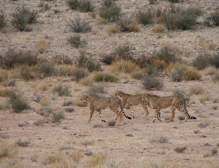 Cheetahs on the hunt