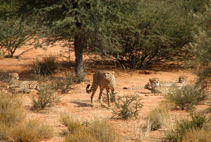 Four subadult cheetahs