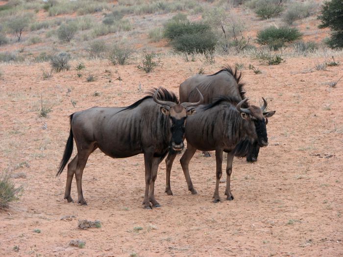 Blue Wildebeest