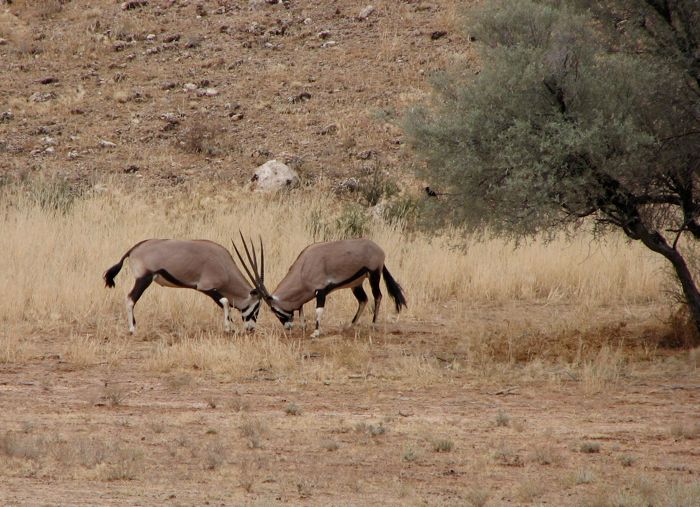 Gemsbock Fight